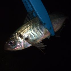 大荒れのアジング