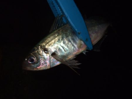 大荒れのアジング