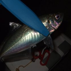 釣り納めアジング