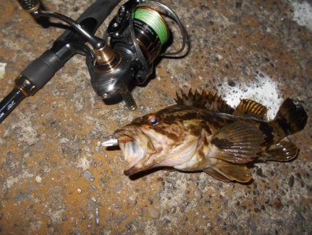 シーバス狙いでしたが…。