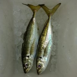 気温がまだ高いので