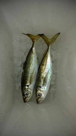 気温がまだ高いので