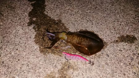 アオリイカを求めて～12月9日