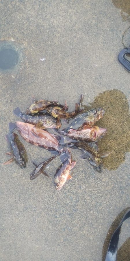 カサゴの穴釣り