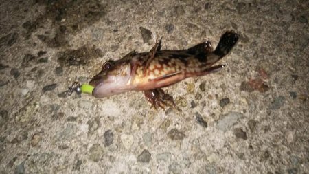 ライトゲームはじめました