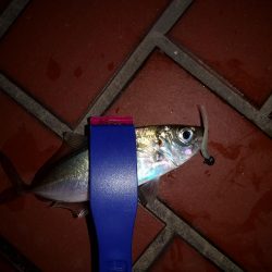 強風の中なんとかアジ