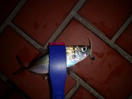 強風の中なんとかアジ