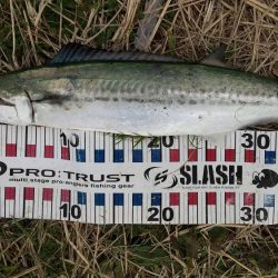 サゴシがいっぱい跳ねてました