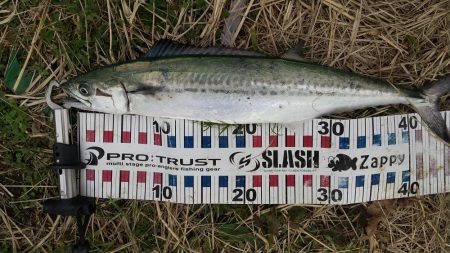 サゴシがいっぱい跳ねてました