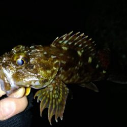 冬の根魚調査