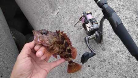 冬の根魚調査３