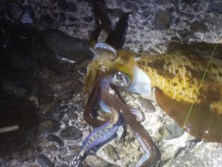 2020年最終エギング