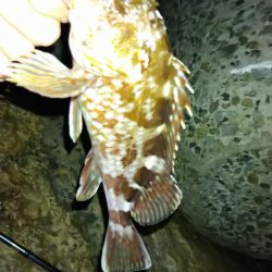 冬の根魚調査4