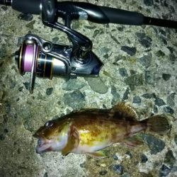 冬の根魚調査５