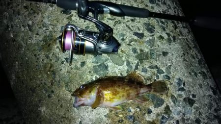 冬の根魚調査５