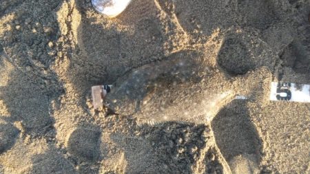 ジグサビキでヒラメ