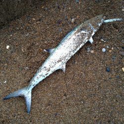 早朝サーフで青物