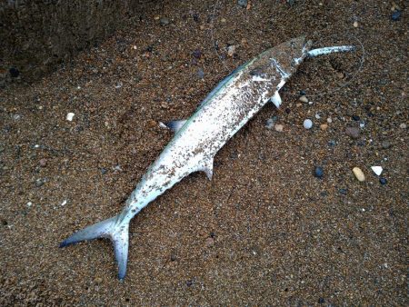 早朝サーフで青物