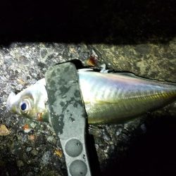 寒波の前にアジ調査。