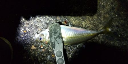 寒波の前にアジ調査。