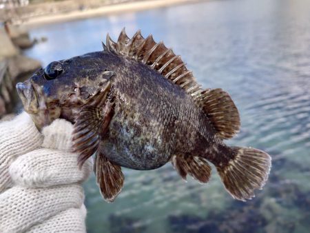 釣り納めは穴釣りで腹パンのソイ