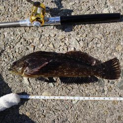 今回はクジメのナイスサイズ！