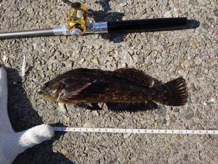 今回はクジメのナイスサイズ！