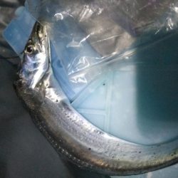 タチウオ1  ガシラ1