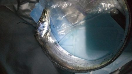 タチウオ1  ガシラ1