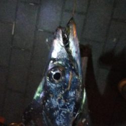 タチウオ(F4.5)×1