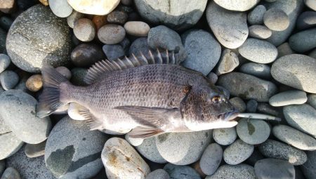 ミノーで良型チヌ！