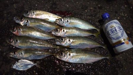 釣り納めアジング　浅ダナで連発