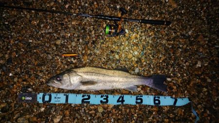 日の出ロケーションとサーフシーバス