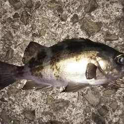 良型アジとメバリング!