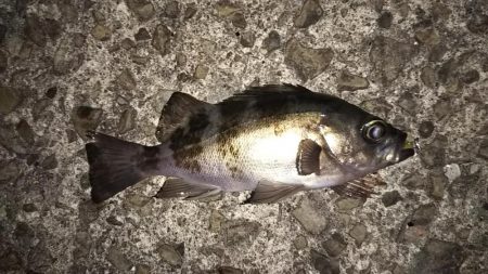 良型アジとメバリング!