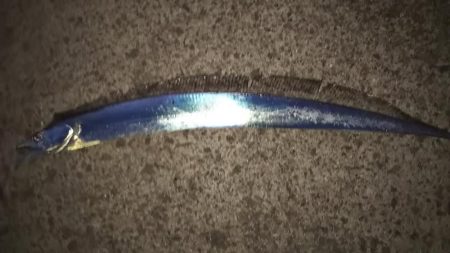 30分短時間釣行!狙い通り