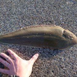 シタビラメは良型!