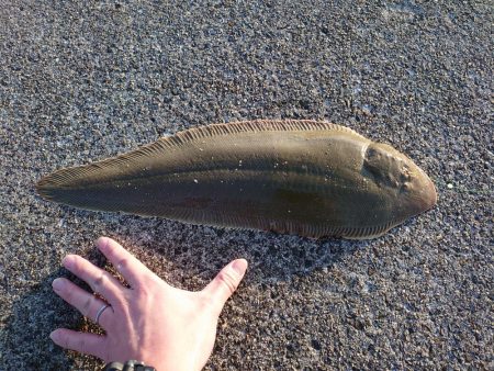 シタビラメは良型!