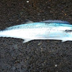 毎度です。小アジすら厳しくなってきました。