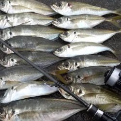 ライトゲームで6目釣り