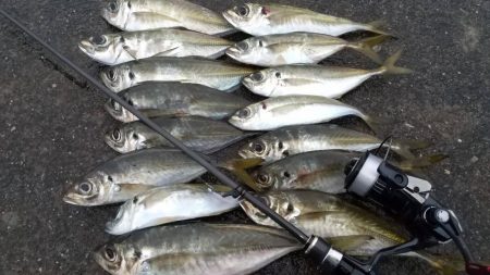 ライトゲームで6目釣り