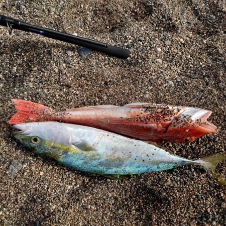 サーフ de 青物PART2