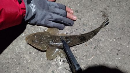 アジングのはずが…