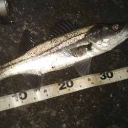 ぶらシーバス！！