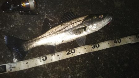 ぶらシーバス！！