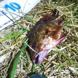 アジングのつもりが……