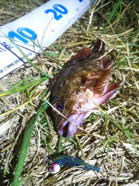 アジングのつもりが……