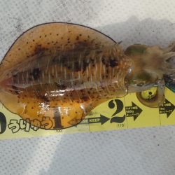 今年ラストエギング