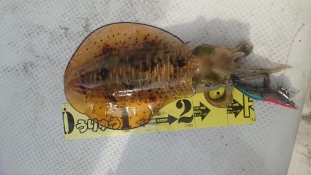 今年ラストエギング