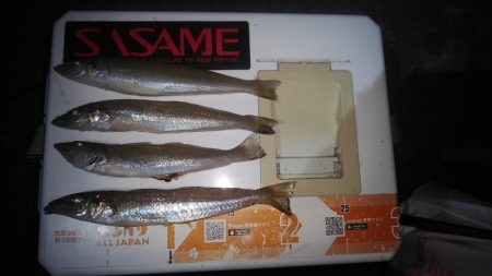 東二見・江井島のキス調査